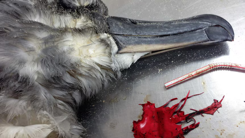 ECOWARRIORSS's tweet photo. Balloons More Deadly For Seabirds Than Any Other Kind of Plastic and they kill many more animals too
Humans getting their kicks throwing balloons in the air should think about the suffering they are causing 
Stop throwing balloons in the air 
https://t.co/hn4SpIO449 https://t.co/B7BTX0pMwu