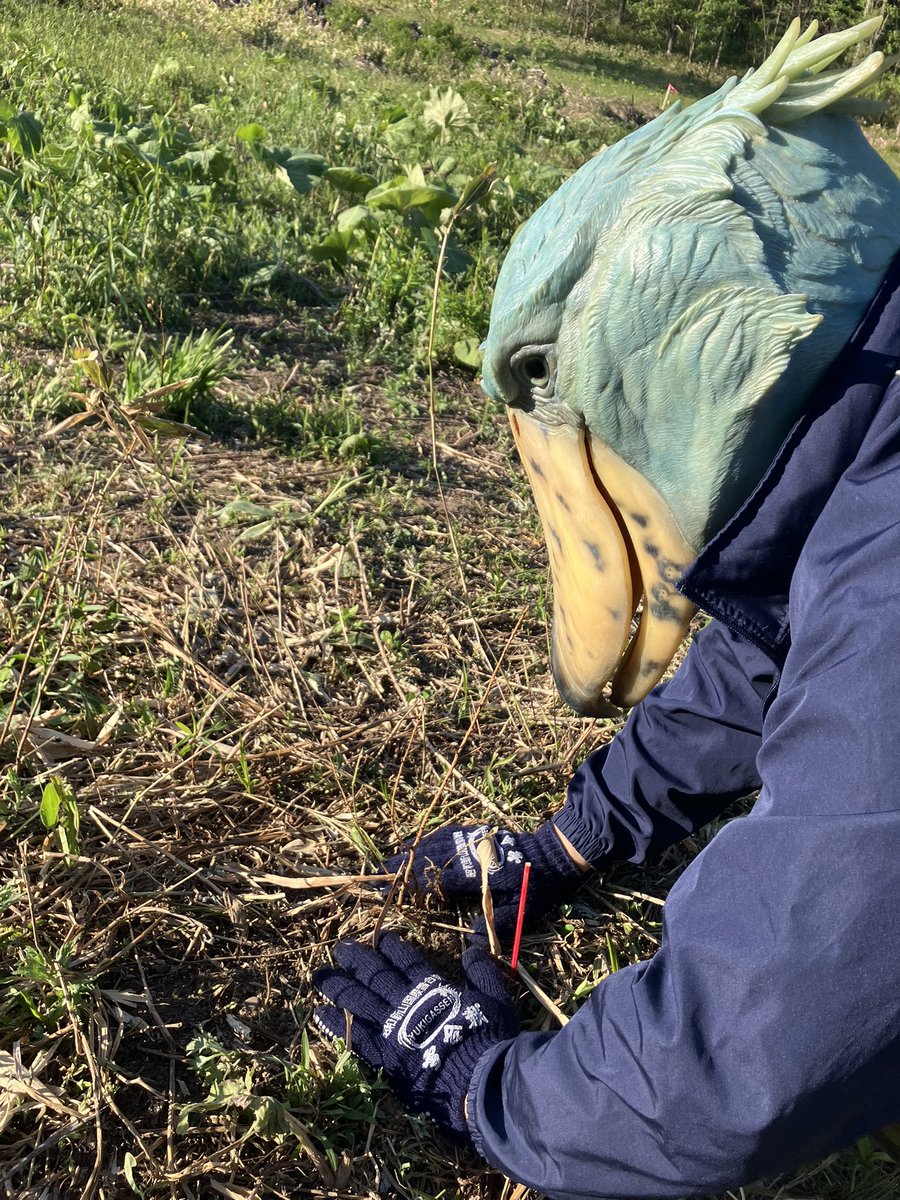 will_rikubetsu's tweet photo. 陸別町の令和８年度町民植樹祭に参加してきました！町有林にカラマツを８８０本、日々林業に携��る方や参加者みんなで楽しく大切に植えました🌱ちょうど誕生日だった知り合いの小���生も参加してたけど、君が大人になった時、記憶の中のここの景色はどうなってるかな🌳 #道植樹 #道育樹 #陸別町 #北海道 https://t.co/m0LonqY6Df