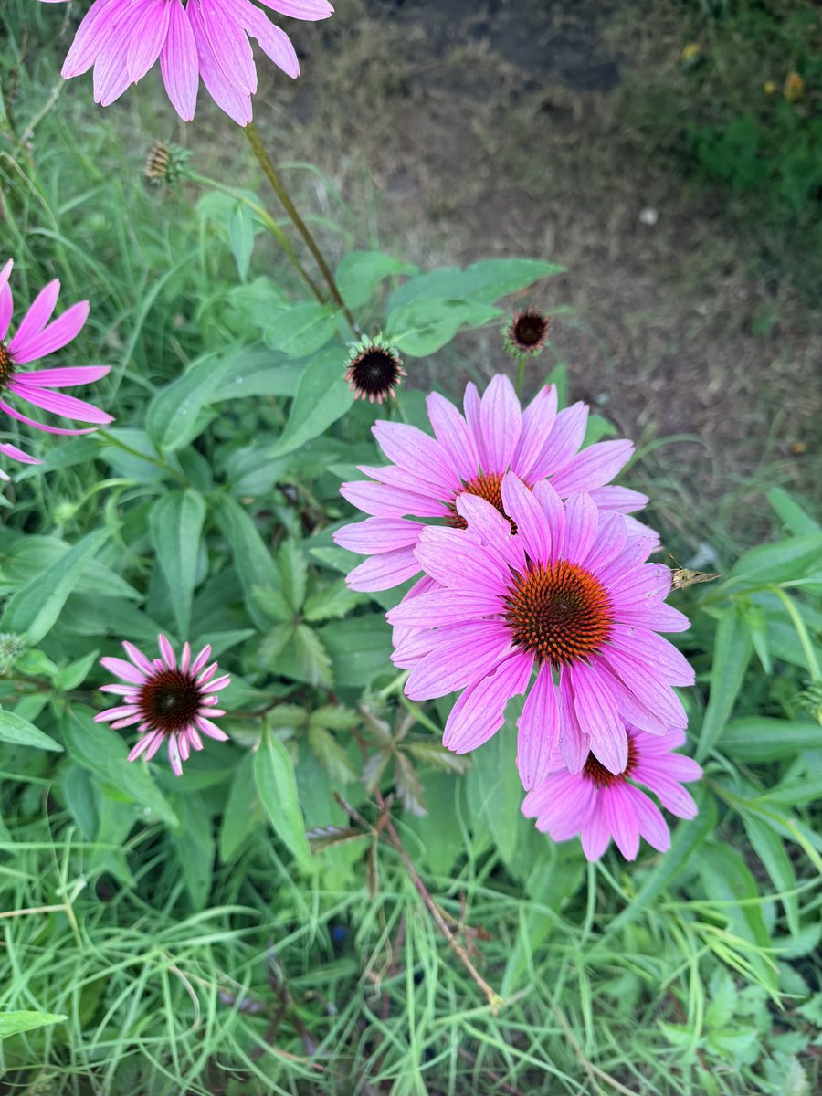 AngEngland's tweet photo. The echinacea are in full bloom. So pretty! https://t.co/lPLiN2l9R4