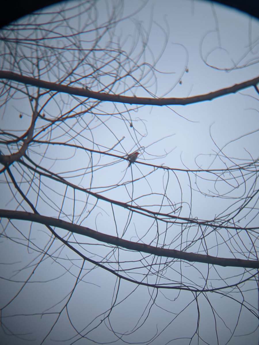 hwisun's tweet photo. had sooo much fun birding this morning https://t.co/ssJ3Qls6it