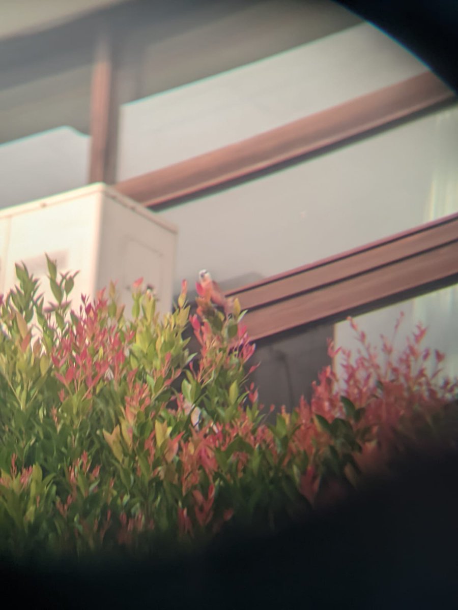 hwisun's tweet photo. had sooo much fun birding this morning https://t.co/ssJ3Qls6it