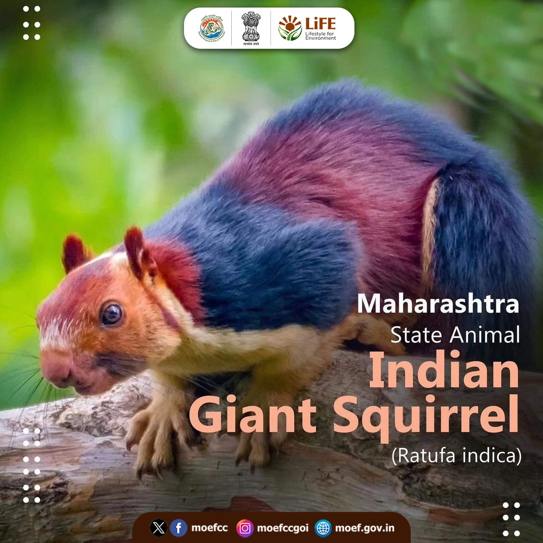 moefcc's tweet photo. Rooted in nature and shaped by tradition, Maharashtra’s state symbols showcase the unique flora and fauna that form an integral part of the state's natural heritage.

In this edition of #NationalTreasuresofIndia, explore the State Bird, State Animal, State Tree and State Flower of Maharashtra.