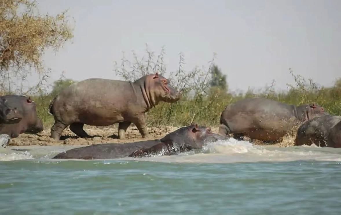 malkoomx00's tweet photo. 🇳🇪 🌲 🦌🐘🦒🦓🐅
La vie de la savane au Niger ne diffère pas de celle du Kenya en termes de diversité des mammifères, et en raison des conditions de sécurité, le pays n'est pas en mesure d'exploiter cette richesse dans l'économie touristique, mais ce jour viendra https://t.co/77ca95qafg