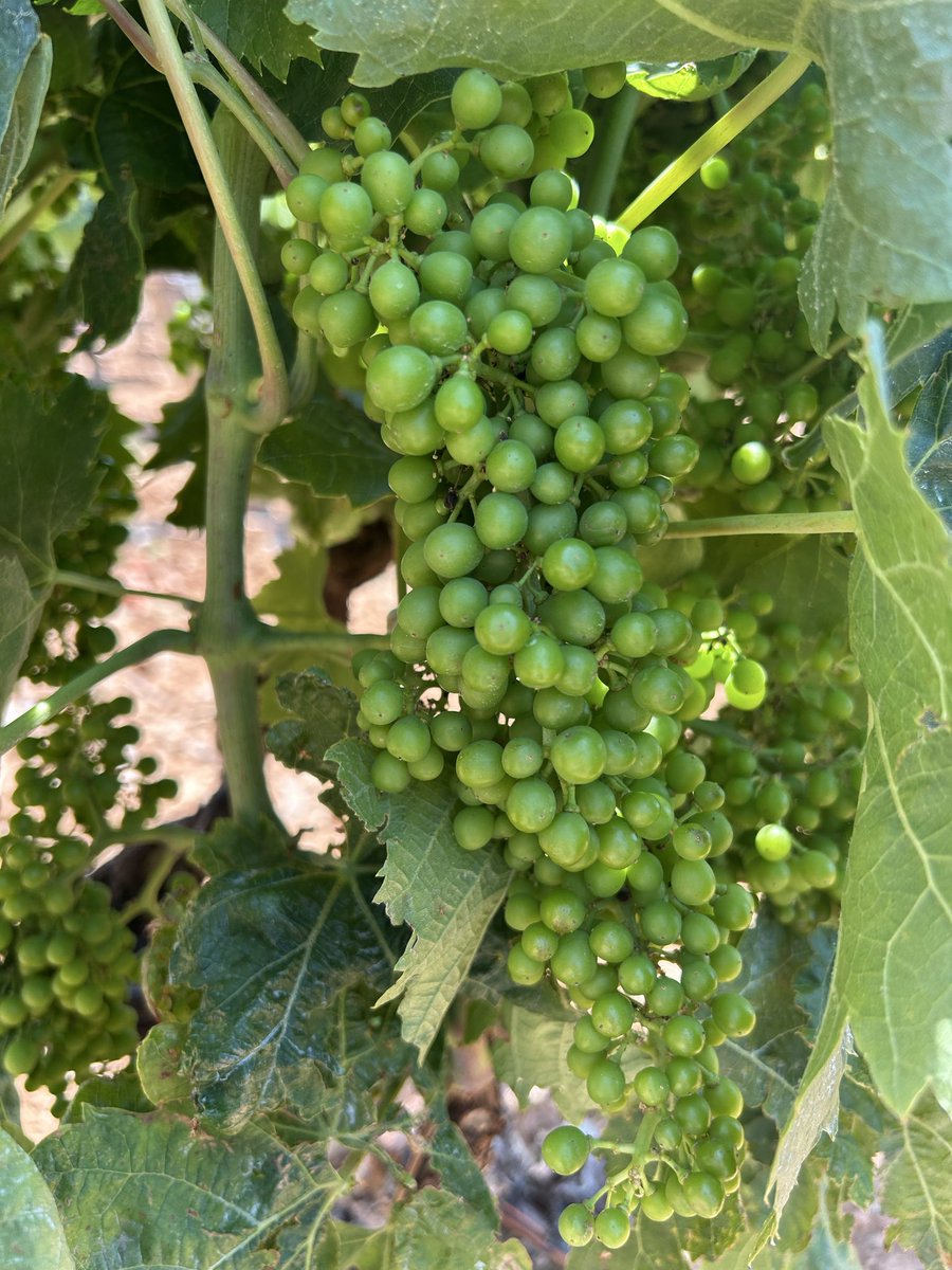 11_fabre's tweet photo. La vigne avance sereinement ! Voici le stade fermeture de grappe après une floraison sans accroc !!  Tranquillement mais surement se dessine 2026…on va veiller sur tout ça avec passion et attention @vigneronindep @VinsPaysdOcIGP @AocFitou @lv_vitisphere https://t.co/E5p40JmlOR