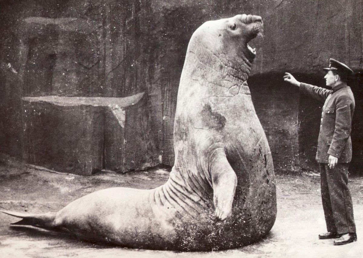 an_actual_cell's tweet photo. #sealtwt history lesson:
This is Roland, a gargantuan southern elephant seal who lived at the Berlin Zoo from the late 1920s until his death in the second world war. He was around 4,000 pounds of pure seal, eating 150 lbs of fish per day. (1/2) https://t.co/qbis6oCJF0