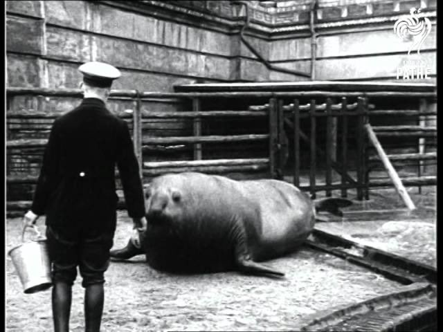 an_actual_cell's tweet photo. #sealtwt history lesson:
This is Roland, a gargantuan southern elephant seal who lived at the Berlin Zoo from the late 1920s until his death in the second world war. He was around 4,000 pounds of pure seal, eating 150 lbs of fish per day. (1/2) https://t.co/qbis6oCJF0