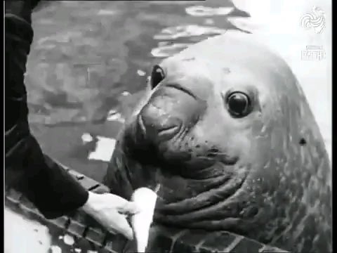 an_actual_cell's tweet photo. #sealtwt history lesson:
This is Roland, a gargantuan southern elephant seal who lived at the Berlin Zoo from the late 1920s until his death in the second world war. He was around 4,000 pounds of pure seal, eating 150 lbs of fish per day. (1/2) https://t.co/qbis6oCJF0