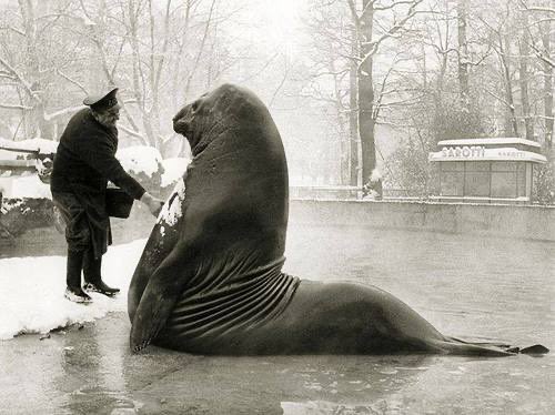 an_actual_cell's tweet photo. #sealtwt history lesson:
This is Roland, a gargantuan southern elephant seal who lived at the Berlin Zoo from the late 1920s until his death in the second world war. He was around 4,000 pounds of pure seal, eating 150 lbs of fish per day. (1/2) https://t.co/qbis6oCJF0