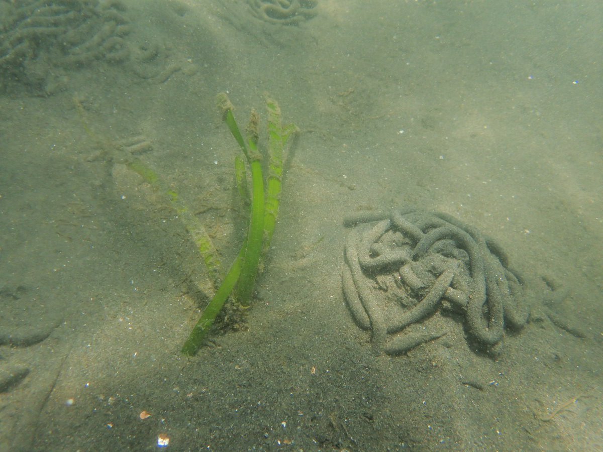 pocketlog's tweet photo. 今日、6月1日は「アユの日」

ジェットコースターが正面に見える
海で生物調査。

水温が上がって来たので魚種が増えて来ましたよ＼(-o-)／

モンブランとプルンプルンの水羊羹玉が沢山有りました😁

アマモは3株だけですが見つけられました。 https://t.co/VJJIXfcSle