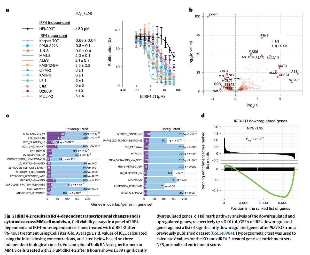 Myeloma_Doc's tweet photo. #Myeloma Paper of the Day: (S)-H1, an IRF4 binder that targets SPI1-IRF4 interaction on IRF4's interferon association domain, shows pre-clinial anti-myeloma activity when converted into proteolysis-targeting chimera w/ E3 sequence binding Cereblon: https://t.co/4cJjcX3v3r. #mmsm https://t.co/xD5CYOFYup