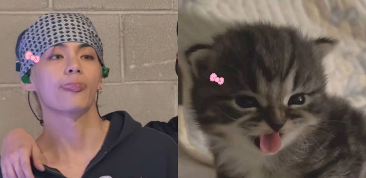 mydolltaetae's tweet photo. kitty blep https://t.co/SPkYgfk8sQ