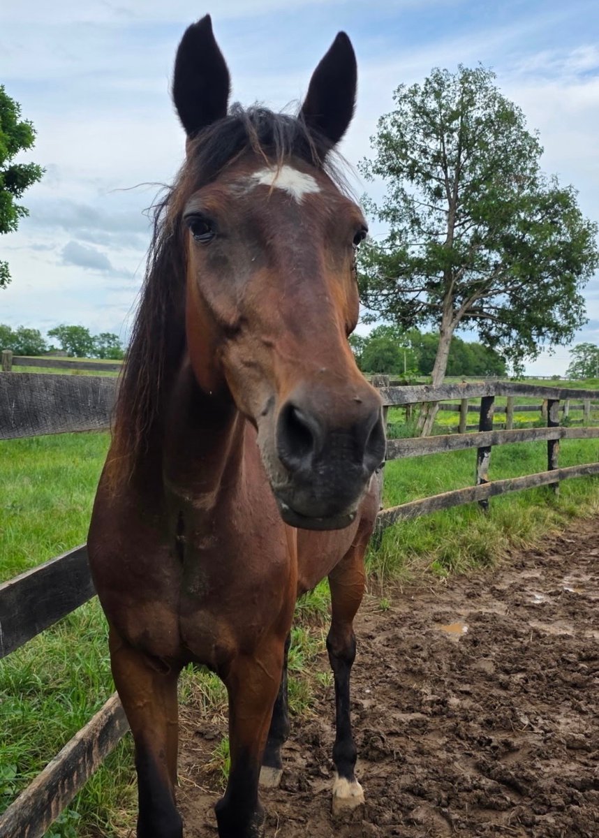 Mane_Characters's tweet photo. Our two new STB mares, Ruby (Flushing High) and Jewel (Midnight Jewel) are out of QT.

Ruby was a hard working cart horse most of her life. She's 16 now and has some issues most likely related to that life of pulling carts. But, she’s comfortable. 

Jewel is 29. Yes, 29. She is that rare combination of being a champion racer (almost 800k!!) and a champion producer. One of her progeny, Night Pro, is in the MI HOF! The others were all winners and earned a lot of $. 
How did she end up in auction, being advertised as a 17 yo trail horse? How did she end up there at all? 😕

What we know is that they’re both safe here, at home, with us. Neither of these precious souls will ever go hungry or be neglected again. 

We’ve now taken in 7 slaughter-bound STBs and many slaughter-bound TBs. We do all we can. 

If you can help with their expenses, here’s our donate link:

https://t.co/S4q6TdbRwx