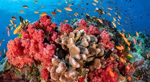 OperPalmaresLT's tweet photo. Cuidalos son muy importante para  nuestro planetas. 
Día Mundial de los Arrecifes: 1 de junio.
#Cuba. https://t.co/V2mWT8ynwL