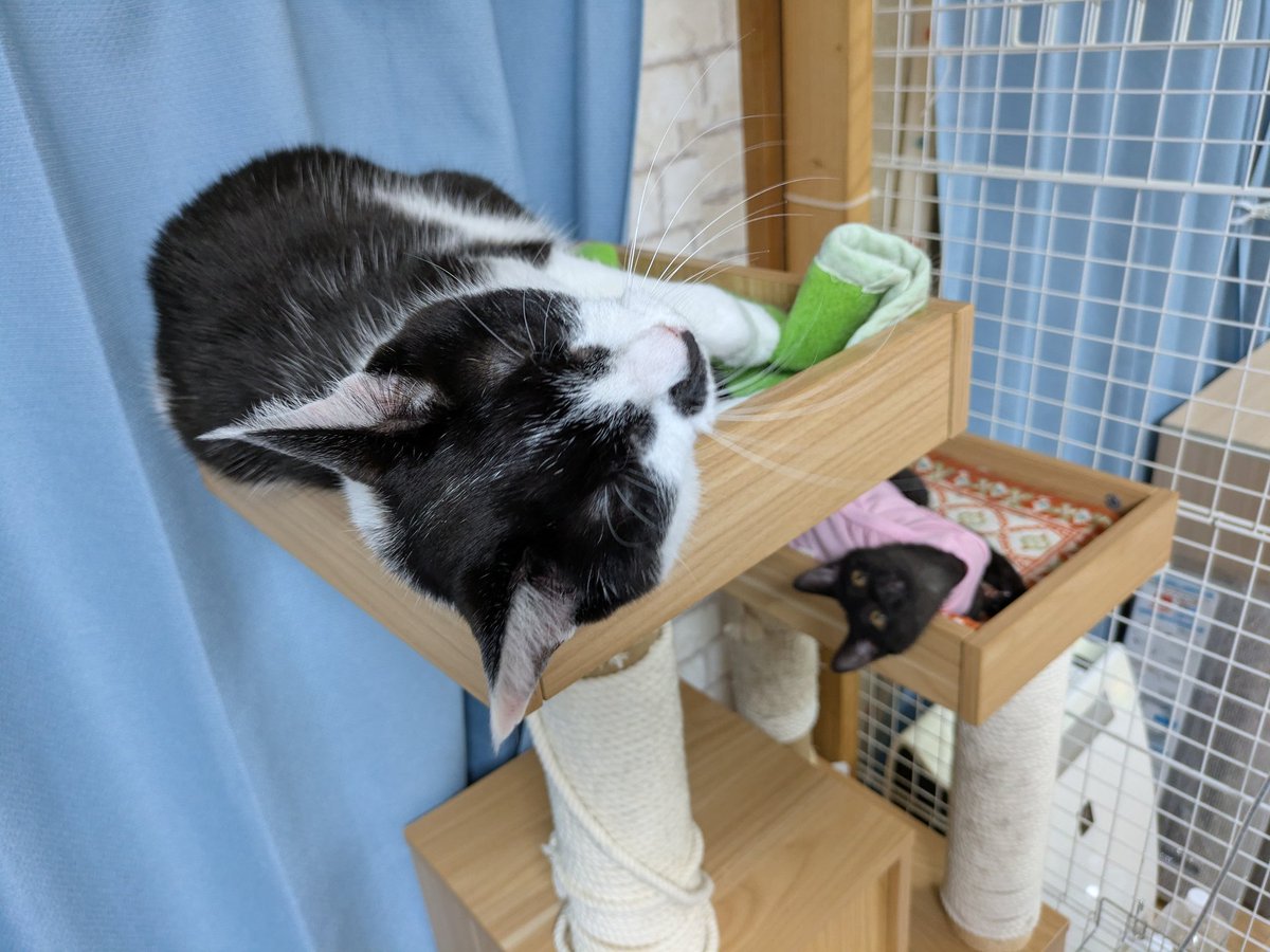 Post by Aさん😺里親募集中🐯 on X: まーきの♪