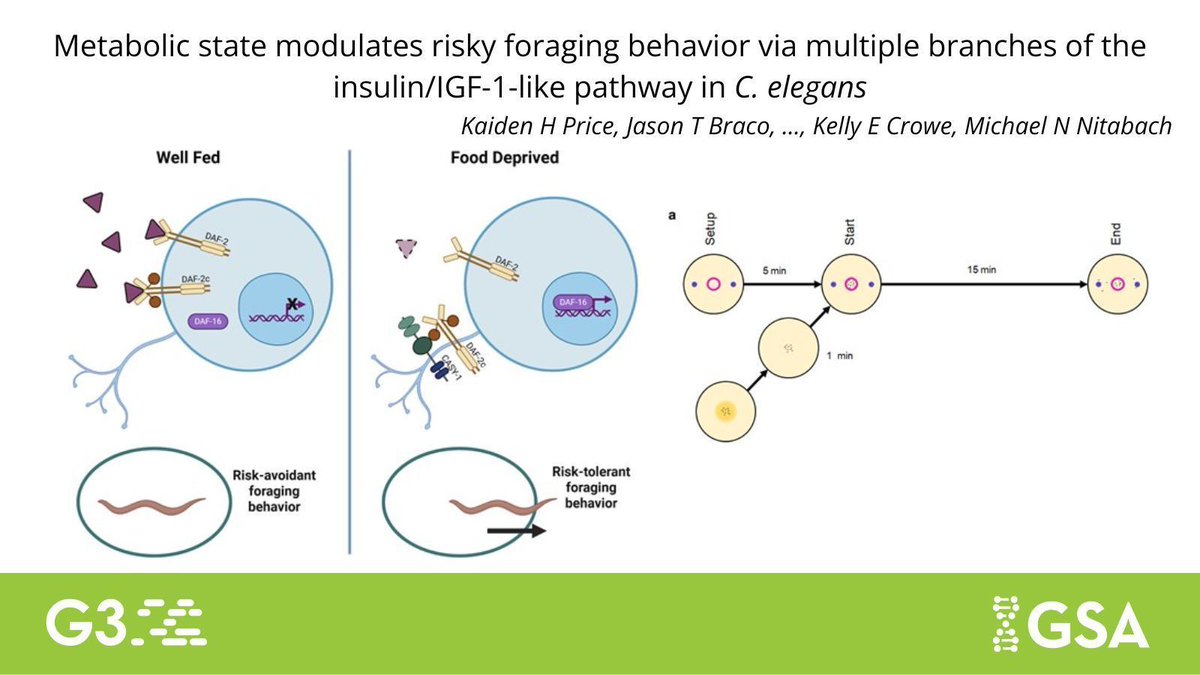 GeneticsGSA's tweet photo. What molecular signals allow #Celegans to change their foraging behavior in response to changes in metabolic state? 🪱 

@KaidenHPrice et al. identify a complex, 2-pronged pathway involving insulin/IGF-1 signaling receptor.

Learn more in #G3journal: 🔗 https://t.co/0sykvaEqq7 https://t.co/gj50GbZ2m3