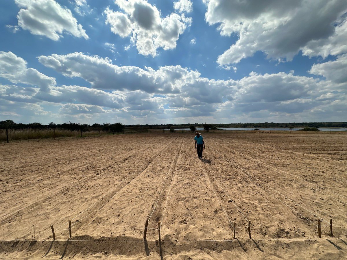 ForwardMakasi1's tweet photo. 1 JUNE!  
The new #Tobacco season begins!
At #CPChemicals we are ready. Fully stocked with tobacco #seedbed chemicals: #Clomazone, #Imidacloprid, #Lambda, #Flash, #Mancozeb and many more. Plus technical support for growers.
Let’s get it right from the beginning!
#CPChemicals@20 
#farmers’firstchoice