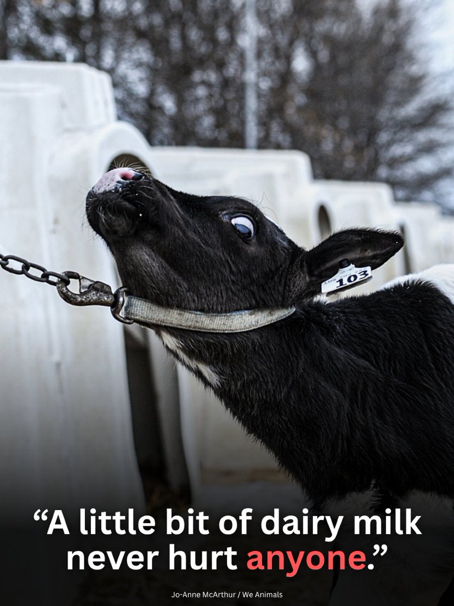 teamveganfta's tweet photo. Dairy is not harmless. 🥛 Babies like this one are taken from their mothers so humans can take the milk that was meant for them. 💔

Choose compassion. Choose vegan. 🙏

📸: joannemcarthurphotography (IG) | @WeAnimals 

#ditchdairy #veganshare #govegan https://t.co/OKwb4Z7uxZ