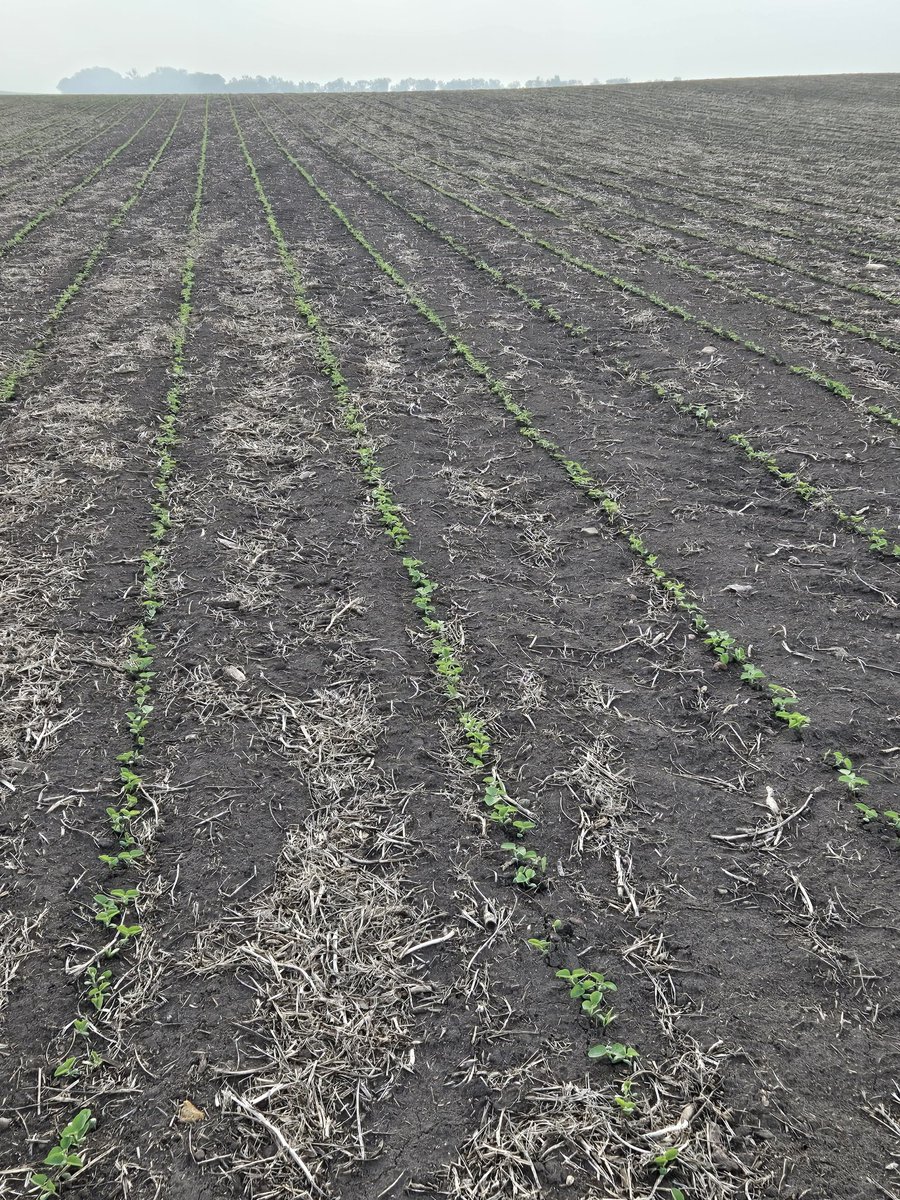 Pness03's tweet photo. Solid seeded soys vs 30 inch. Be fun to watch and compare all season https://t.co/j2wzrI6DFT