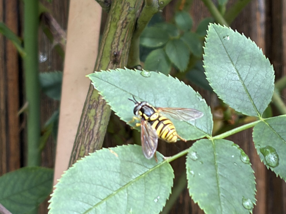 NorwaySkandin's tweet photo. #insects #Insekten #Fliegen #Schwebfliegen #Natur #nature #garden #Garten #Frühjahr #Frühling #spring #NützlingeImGarten
Eine #Schwebfliege der Gattung Chrysotoxum (unbestimmt), sitzt auf einem Blatt von einer Kletterrose.
Mimikry: Ähnlichkeit von Insekt mit anderen Arten. https://t.co/nesV97ZJLw