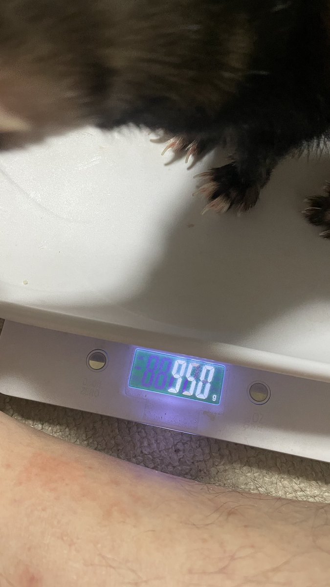 MBKPSX's tweet photo. 2026.06.01(月)

まるの体重 : 950g
5/29(金)比 : -21g

ｸｯｸｯｸｯ言いながら走り回ってました。

まる : ﾄｰﾁｬﾝ今日はつイタチでち

#つイタチだしイタチの画像上げていこうぜ
#つイタチだしイタチの画像あげていこうぜ 
#フェレット 
#フェレットのいる生活 
#フェレット好きさんと繋がりたい https://t.co/YCraoOzi47