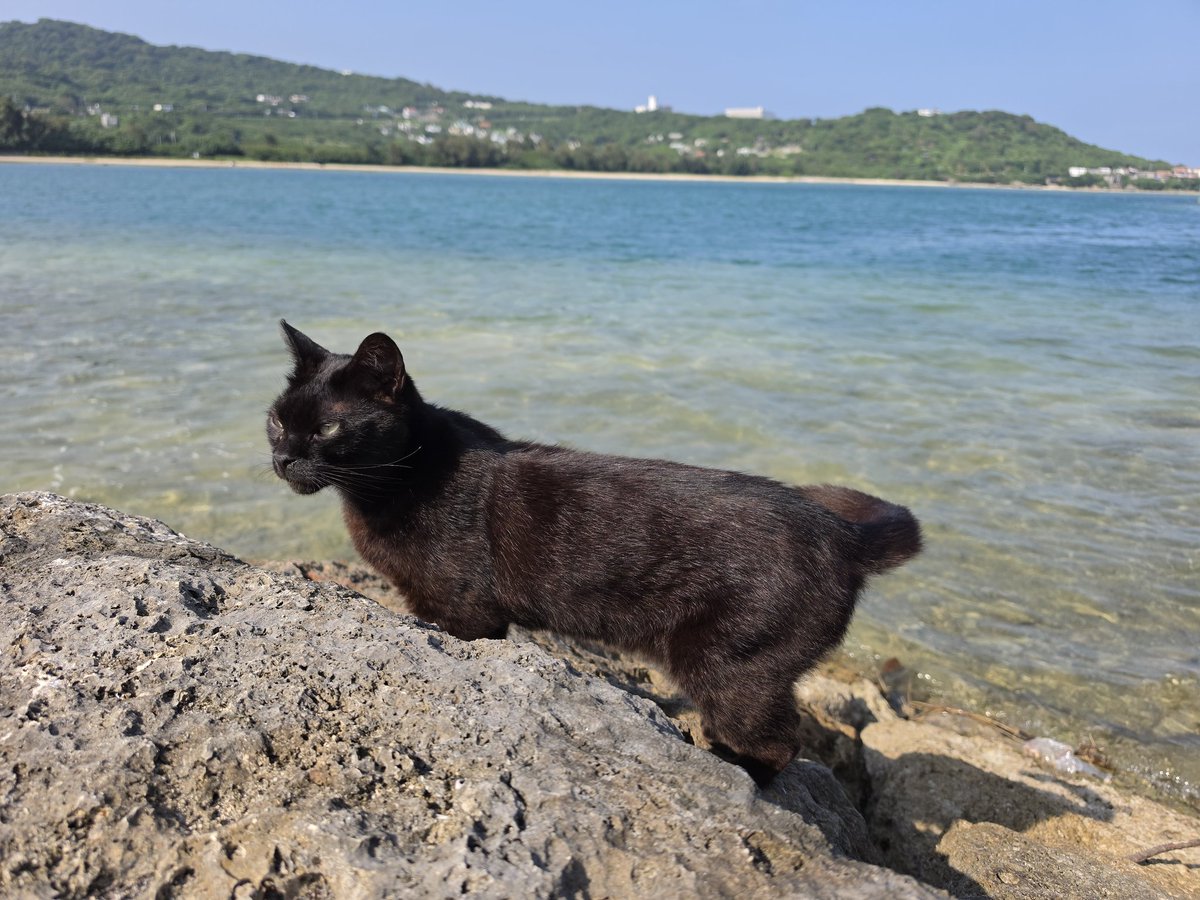hysk41's tweet photo. 沖縄ねこ😺
台風前に帰れてよかった⚡🌀 https://t.co/NYL2m3tIp9