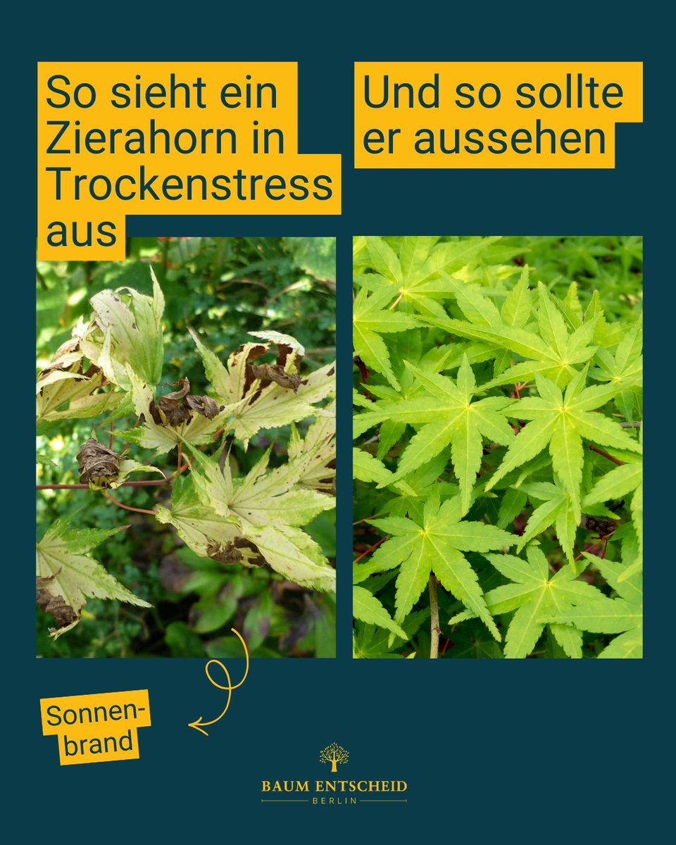 baumentscheid's tweet photo. Wir werden öfter gefragt, woran man trockene Bäume erkennt.
Habt ihr Tipps? https://t.co/hks4PqWbx6