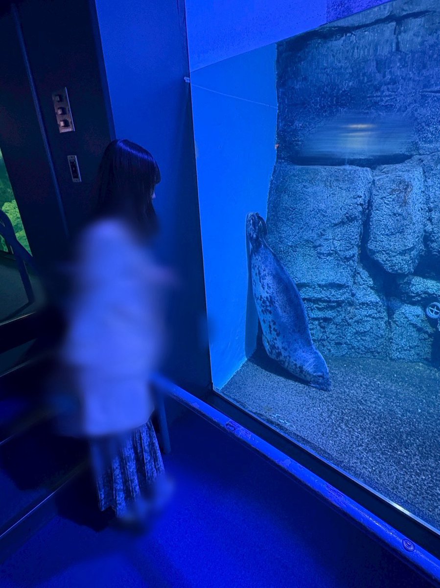 momoyannyan's tweet photo. 5月終わったのでこっち使い始めます〜
何載せようか悩みましたが水族館好きなので八景島行った時のです🦭🐟 https://t.co/cLSuWch6rD