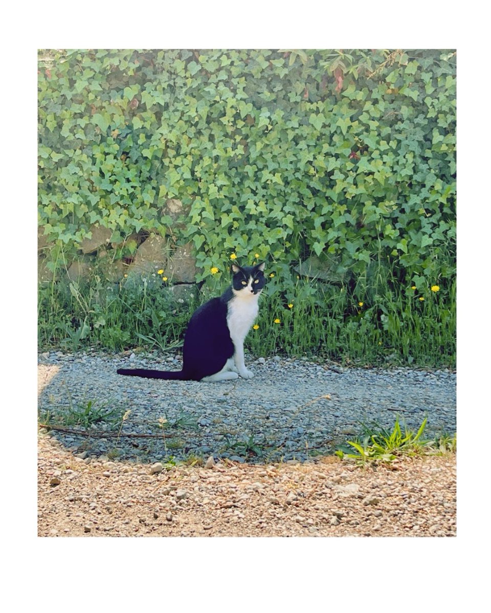 LevensTourisme's tweet photo. Au fil des ruelles de notre village perché, une douce surprise attend les promeneurs : de charmants chats qui semblent veiller sur les lieux.
📸 Camille. C

@ExploreNCA  @LevensTourisme  #moyenpaysniçois #Levens #ExploreNiceCotedAzur https://t.co/yApHxluaU4
