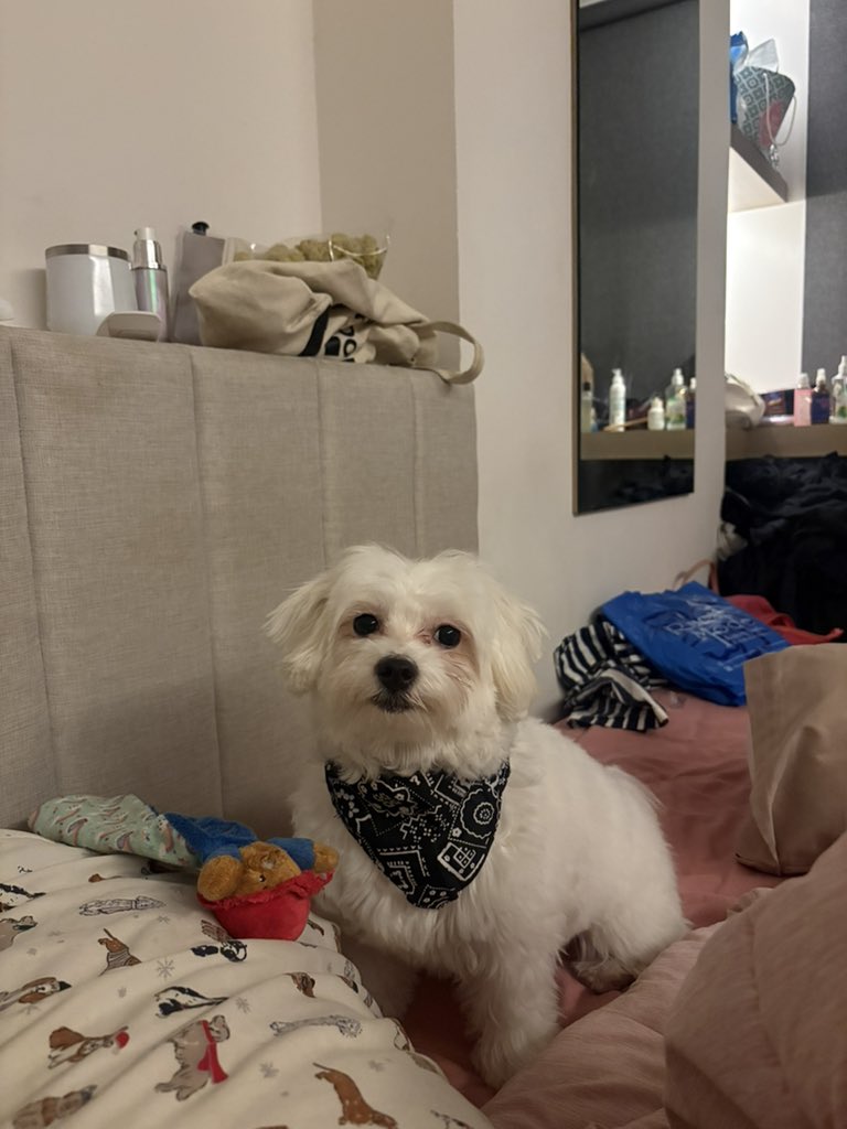 frivulouss's tweet photo. I got this feeling like my dog sometimes do judge me, sometimes… https://t.co/tyPV6S0ilU