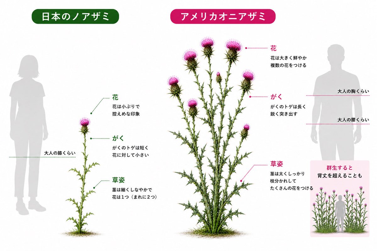 TakeruTweeet's tweet photo. ノアザミとアメリカオニアザミの見分け

もっとわかりやすく言えば
ノアザミ　可憐
アメリカオニアザミ　イカつい https://t.co/kZtYegZFEr