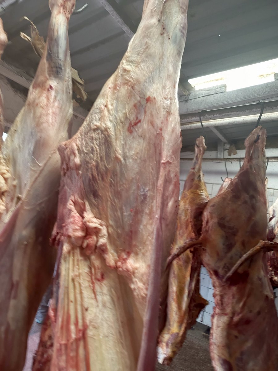 Ask1 Meat Chamber🍖🥩 tweet media