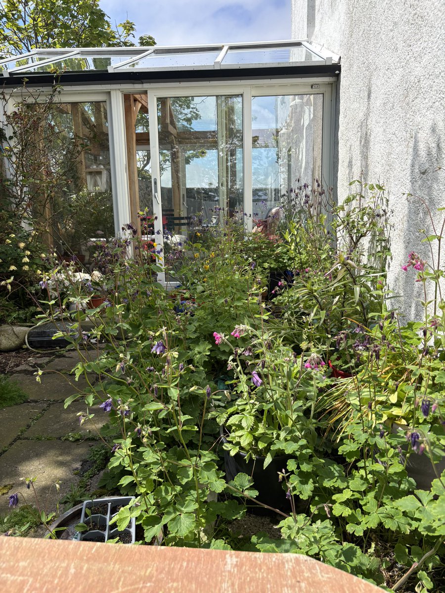 docsuzy's tweet photo. 1st of June, cruise ship in the bay, baby birds shouting , flowers blossoming , bees everywhere and the sun is out! https://t.co/52gzTeb1u5