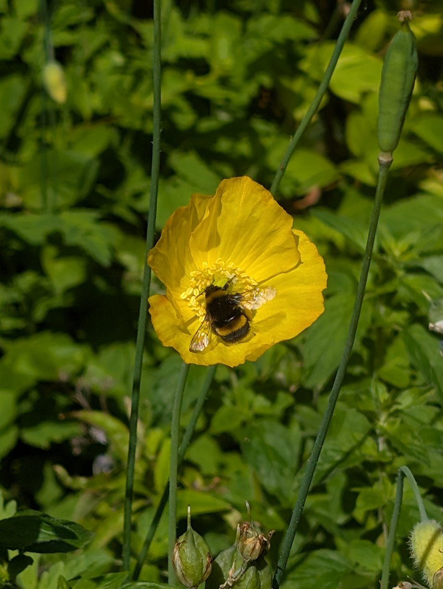 haslemeremuseum's tweet photo. For today's #Flowertable we have
Papaveraceae
WELSH POPPY
Papaver cambricum
Complete with bees! https://t.co/3SJ7PXcKO0
