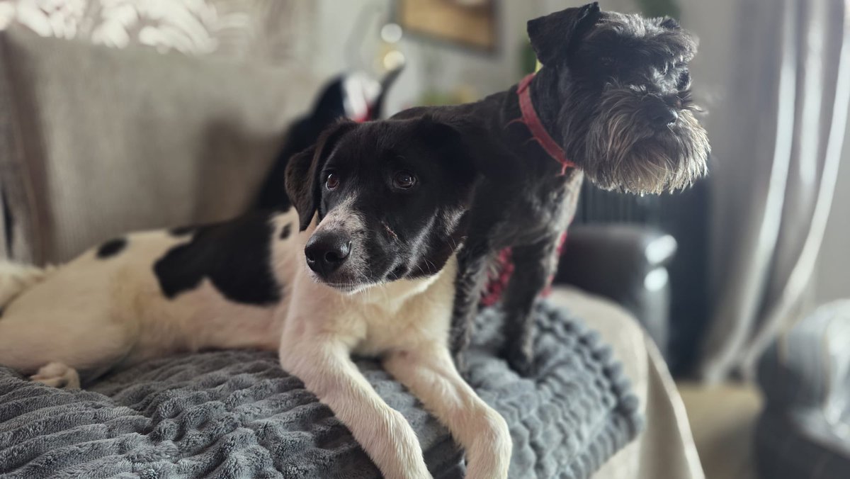 Rescue dogs for rehoming tweet media