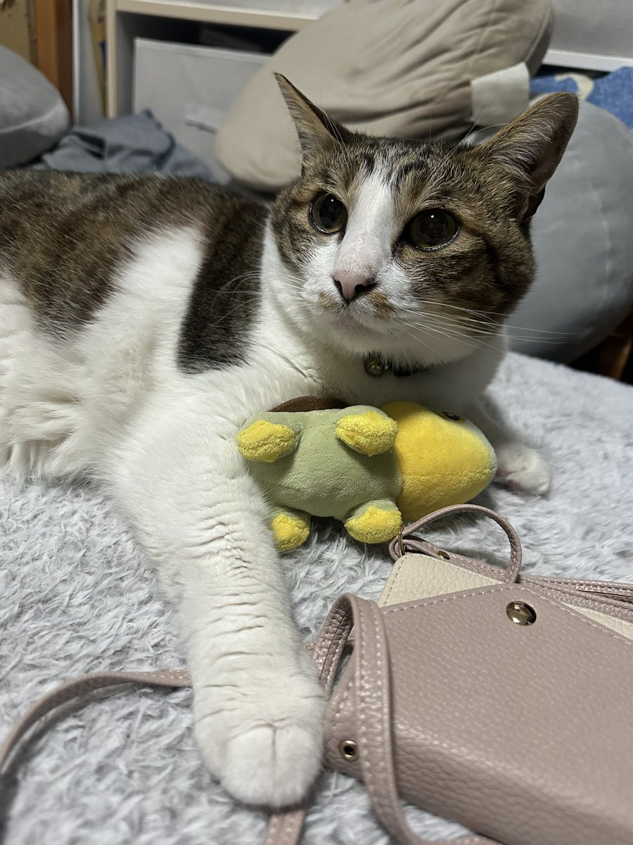 すべてを手にしたうちのねこ