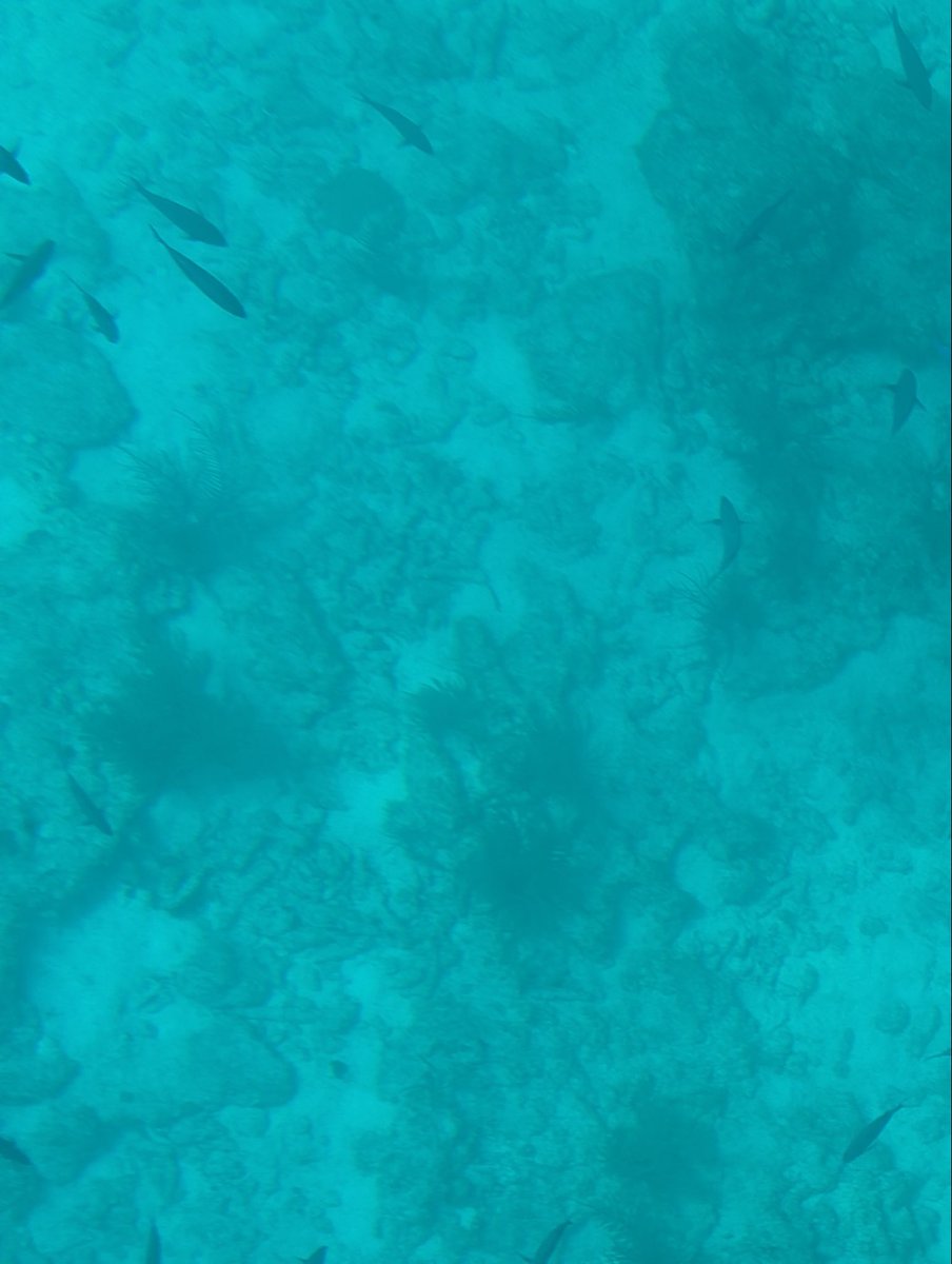 earthsciweek's tweet photo. It’s #WorldReefAwarenessDay &amp; reefs need our attention more than ever...

Educators get FREE access to #KhaledBinSultanLivingOceansFoundation ‘s:
🐠Coral Reef Ecology Curriculum
🗺️Interactive Reef Map
📹Video Library
📋Classroom lesson plans

👉 https://t.co/bC7JG3AUQU https://t.co/LjrQ3HLhgd