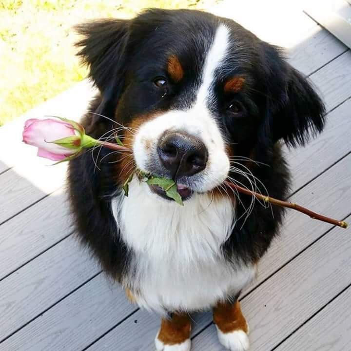 pupgirlblair's tweet photo. flower ^w^ https://t.co/lw3c7KxR5c