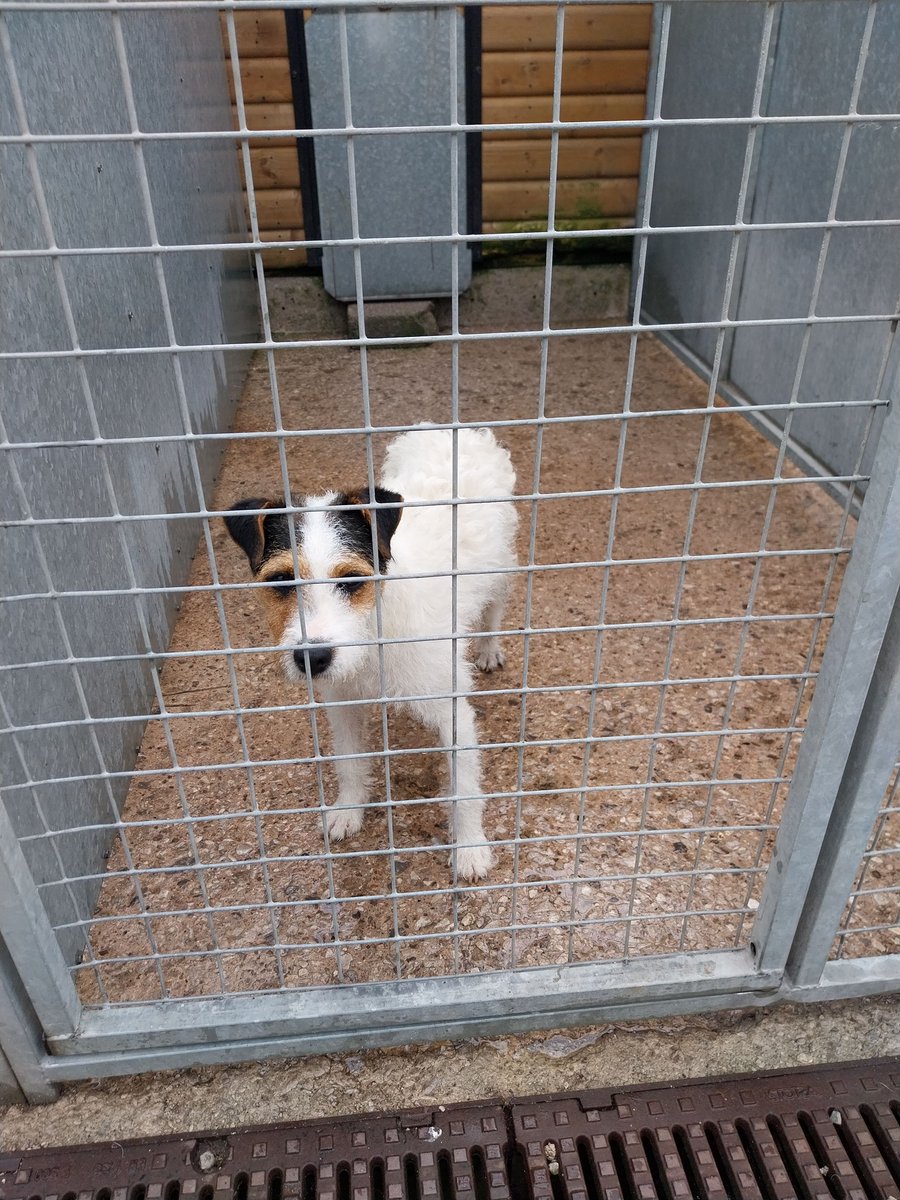 Animal Adoptions UK 🐕‍🦺🐈🐎❤️ tweet media