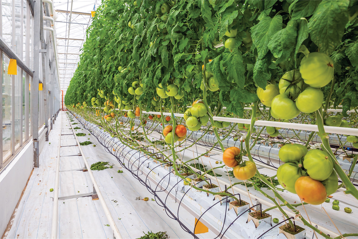 ChEnected's tweet photo. What happens when crops are irrigated with treated #wastewater? 🌱💧 New research shows pharmaceuticals can enter plants and build up, especially in leaves. Read more: https://t.co/z56jPw6c2g
#ChemicalEngineering #Sustainability #STEM https://t.co/91pjiVoguS
