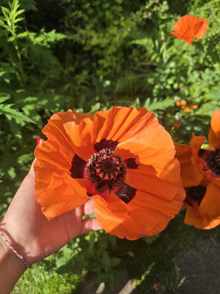 libellulidae's tweet photo. Kocaman çiçekler ve minicik uğur böceği 🐞🌸 https://t.co/2FHfadn5iR
