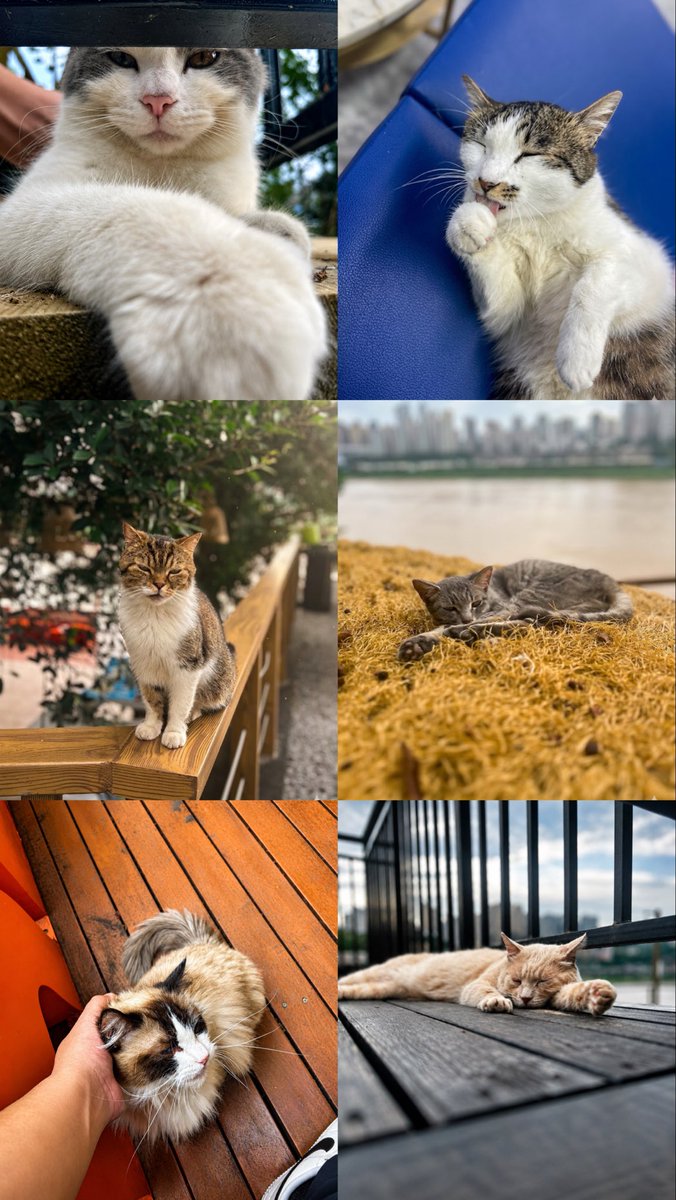 NoCap_Alf's tweet photo. 猫公園で猫を浴びてきた〜🐱
ฅ^•ﻌ•^ฅ https://t.co/YtWuk2O6X0