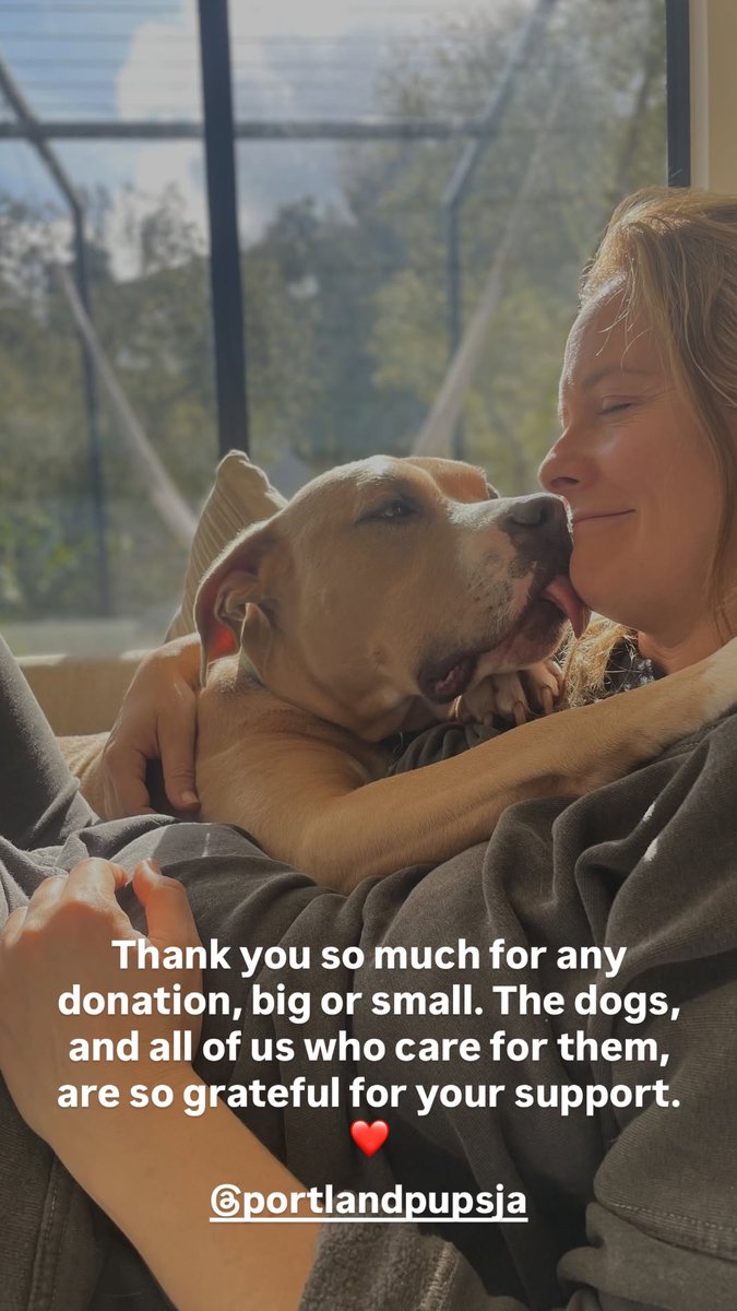 AliciaSilv's tweet photo. Thank you so much for any donation, big or small. The dogs, and all of us who care for them, are so grateful for your support. <3 

DONATE HERE: https://t.co/8uV4ZYCAD2 https://t.co/9DTWRBTFvV