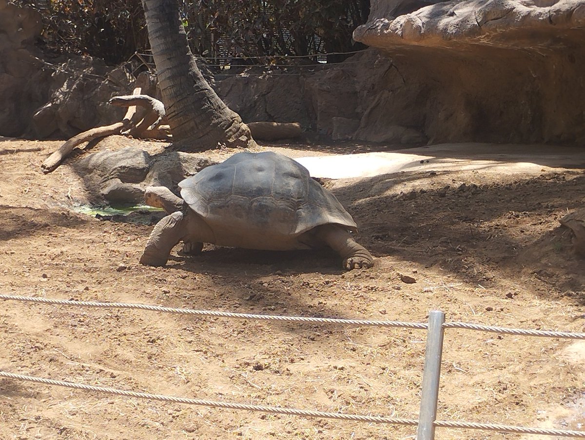 DocBizeps's tweet photo. Höchstes Lob an den @LoroParque - total geil, wie nahe man an die Tiere rankommt und wie engagiert Wissen auch selbst bei den Tiershows vermittelt wird

Toller Tag https://t.co/KCoIFwiyXY