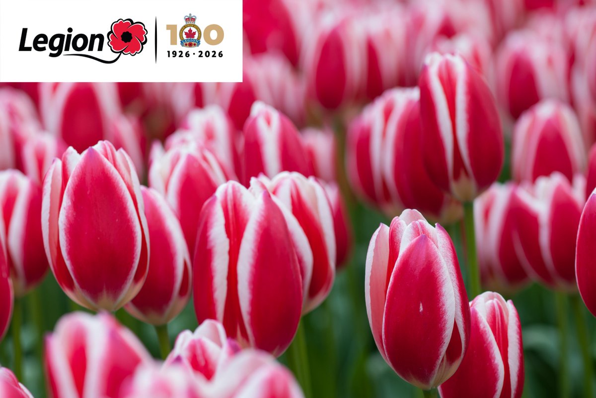 RoyalCdnLegion's tweet photo. Looking for a beautiful way to mark our 100th anniversary? Plant a legacy in your garden with the exclusive Legion 100 Tulip!

These symbolic blooms are a stunning tribute to a century of Remembrance and community. Order your bulbs today and watch them bloom next spring to welcome our next century of service.

Visit: https://t.co/nM9Nr6LIaJ