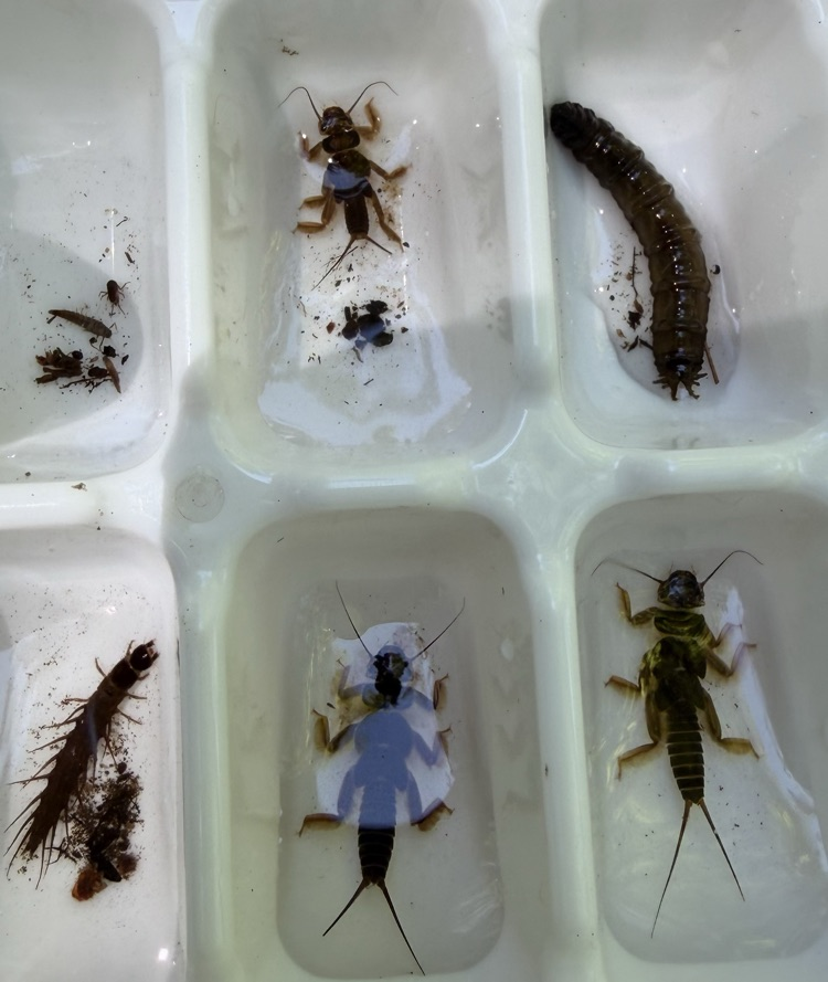 MCCSpartans1's tweet photo. At Ruby Creek students looked for Macro-Invertebrates as part of their study.  The students found the species of each and what type of adult insect they morph into. https://t.co/GV4lT3iOlM
