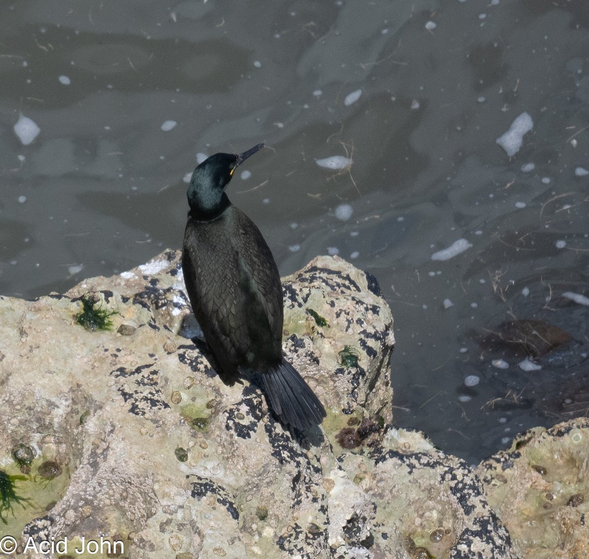 JohnAcid's tweet photo. A rather distant bottle green Shag yesterday at Bempton with RSPBNorthStaffs. Not that many to be seen. https://t.co/JJLHzLRTY2