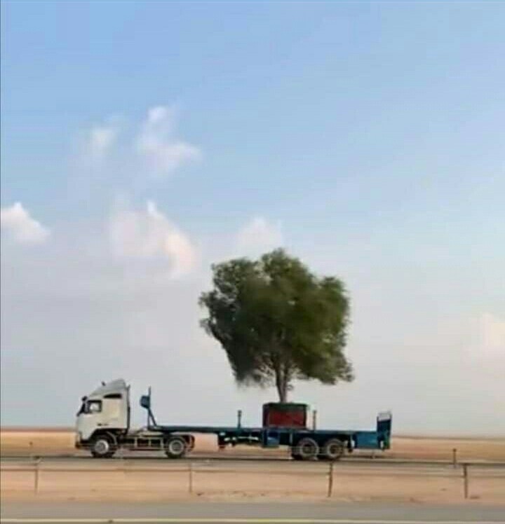 rmz4H's tweet photo. حتى الشجرة سافرت 😂 https://t.co/YIKkYALbwK