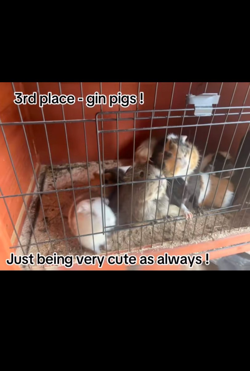 ArkOnTheClyde's tweet photo. Our weekly animal ranking 😆 https://t.co/3xeMNXWbgc