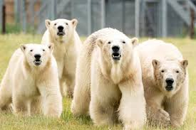 vampirekaos's tweet photo. And now you've become a polar bear...

YOU'LL ALWAYS BE MY DEER!!! https://t.co/rpKbkqvvDD