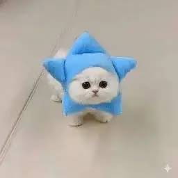 froominn's tweet photo. @telegram gramcat for the culture? https://t.co/GHZTqvPP8Q